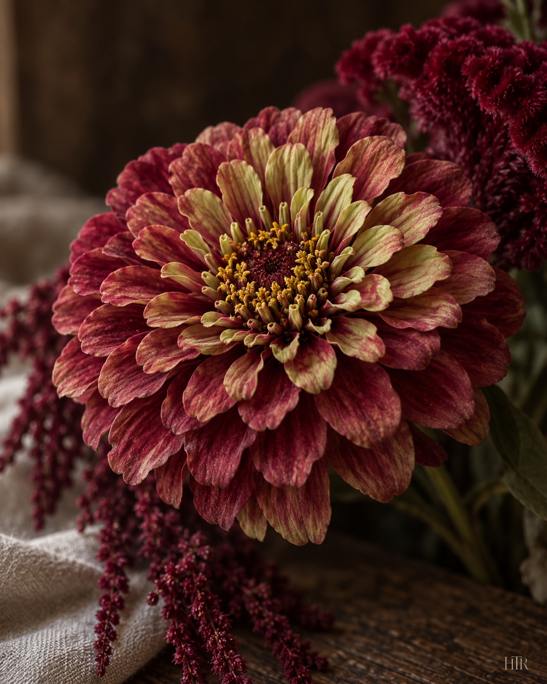 Stylized Queen Zinnias flower portrait